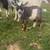 Boer,mini nubian and nigerian dwarf doelings 7 thumbnail