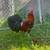 Gamefowl rooster 2 thumbnail