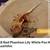 Crested Geckos high end morphs 1 thumbnail