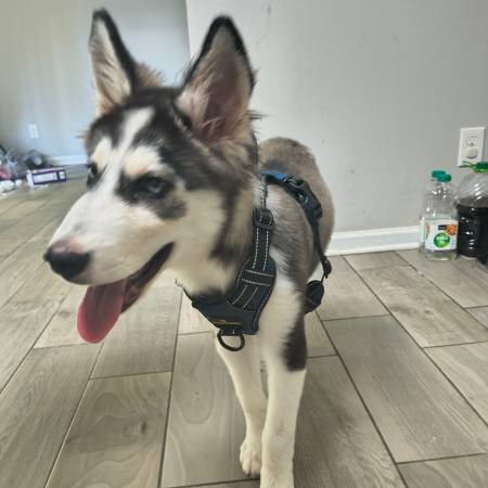 Husky pup $175 (Morrow)63739455578371120