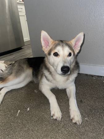 1 year old husky’s (Issaquah)63697490391171124