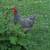Roosters 2 thumbnail