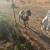 Boar Goats/ Boar Buck 2 thumbnail