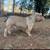 MISSING AMERICAN BULLY 2 thumbnail