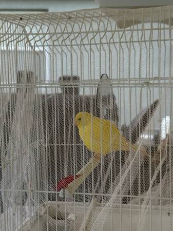Male Canary 1