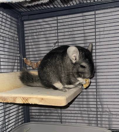 7 year old chinchilla 1