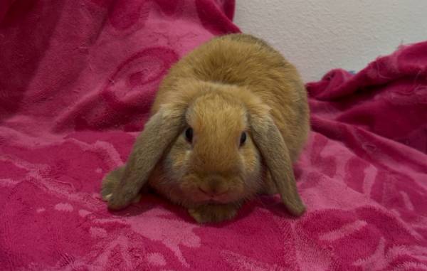Holland lop mix (Lancaster)63870037049475121