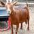 Nigerian Dwarf Doe in milk 1 thumbnail