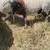 Sheep/ Barrego 5 thumbnail