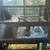 Two Guinea Pigs with complete setup 1 thumbnail
