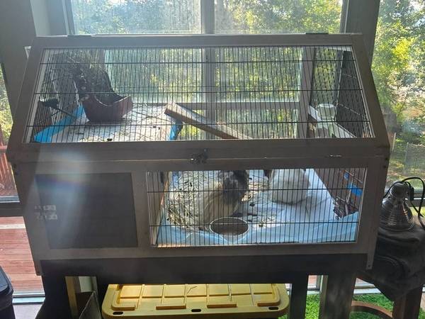Two Guinea Pigs with complete setup 1