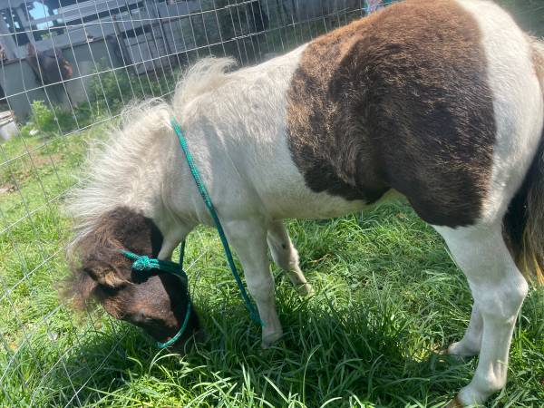 Mini pony