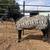 Mini Pony Mare 3 thumbnail