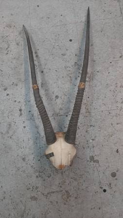 AFRICAN ORYX GEMSBOK SKULL HORNS 1
