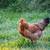 Chickens -laying hens 1 thumbnail