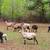 GOATS FOR SALE 16 thumbnail
