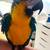 Blue and Gold Macaw 1 thumbnail