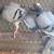 Racing pigeons 6 thumbnail