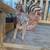 Sphynx kitten 1 thumbnail