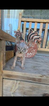 Sphynx kitten 1