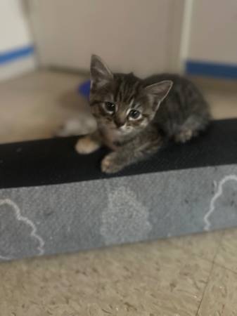 Rehoming kittens (Brighton)63912908211843120