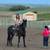 Horse 4 thumbnail