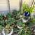 Plants-$5 each 16 thumbnail