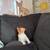 Kitties 13 thumbnail