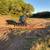 Skid Steer, Bobcat Services: Grading, Lot Clearing, Pasture Shredding 2 thumbnail