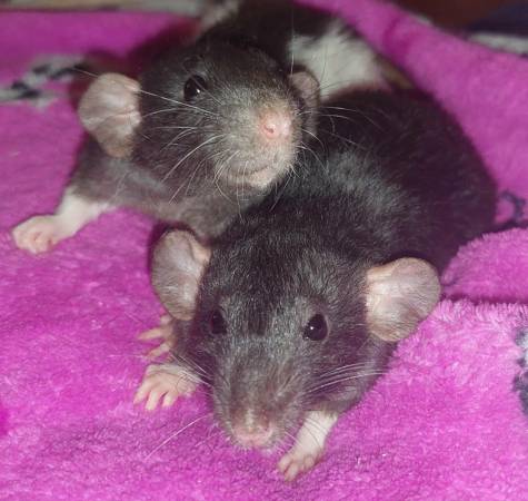 Hermanas Dumbo (SeaTac)63853557581953124