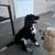 Goldendoodle 6 thumbnail