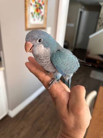 Baby Blue Quaker (Houston)63859317698051123