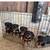 Rottweiler pups 8 thumbnail