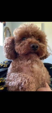 Toy poodle 1