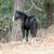 Dbl Reg. BLACK BEAUTY 2 yr old filly! 18 thumbnail
