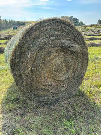 Grass hay round bales 1
