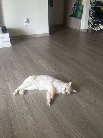 Rehoming Girl Cat (Austell)63881507723651122