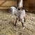 Red roan Nubian buckling 6 thumbnail