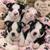 Boston terriers 3 thumbnail