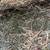 Alfalfa third cut 11 thumbnail