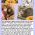 Serena & Venus: Grey Tabby with White Kittens Available to Adopt 1 thumbnail