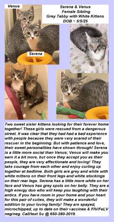 Serena & Venus: Grey Tabby with White Kittens Available to Adopt (san mateo)64165356884867120