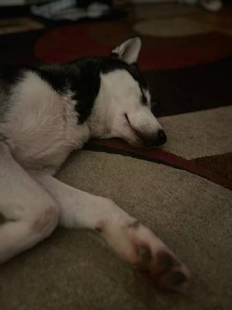 Beautiful Female husky for adoption! 1