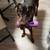 Doberman 3 thumbnail