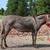 Donkey 4 thumbnail