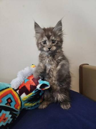 Maine coon (Cle elum)63611944544387122