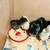 Chicks 2 thumbnail