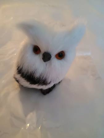 Little Furry Owl 1