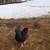Rooster & Hens 5 thumbnail