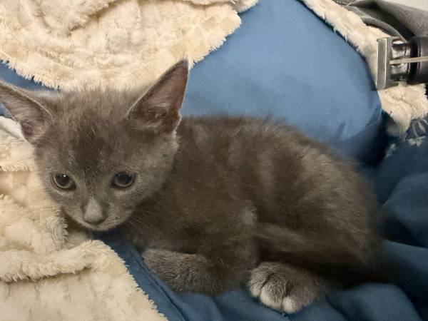 2 kittens (Oceanside)564474586417735681